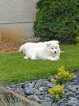 Samoyed samojed szczeniak