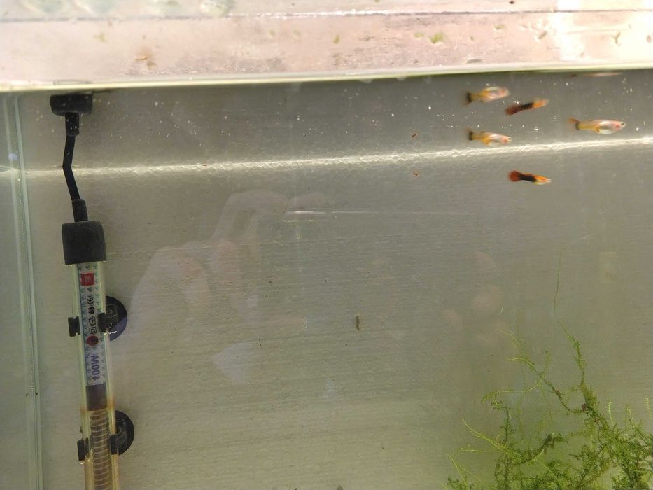 gupiki odmiany "red tuxedo"