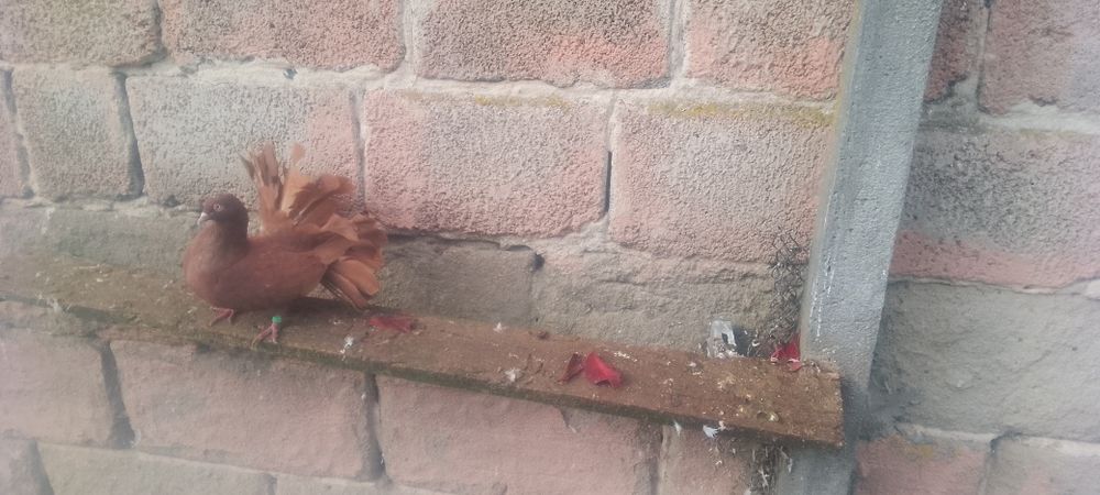 Pawiki czerwony samiec i żółta na lecie samica