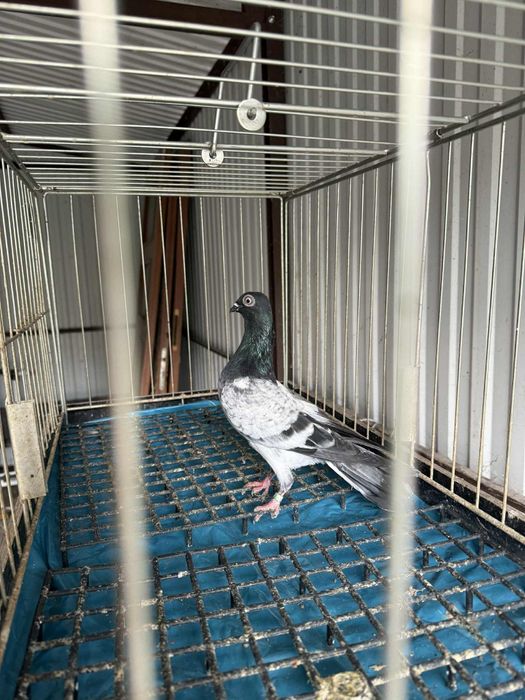 Deresz samczyk 200zł