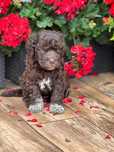 Lagotto Romagnolo FCI Piesek
