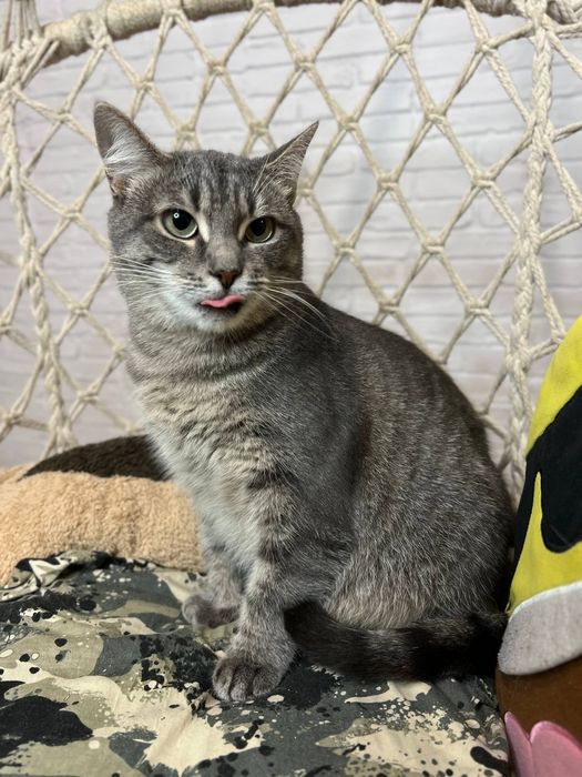 Отдам_ кошки_ котята_ мила