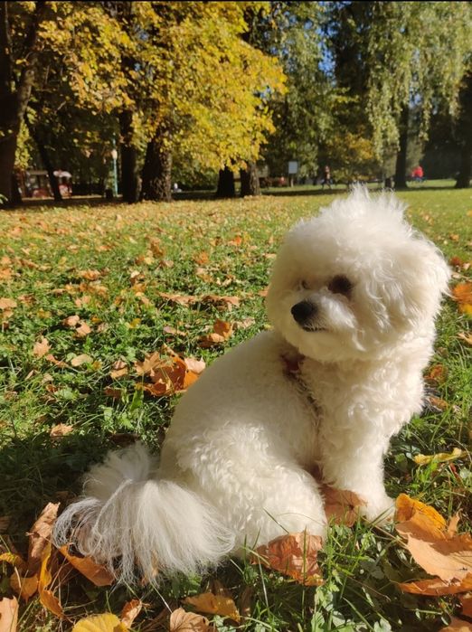 В'язка бішон фрізе