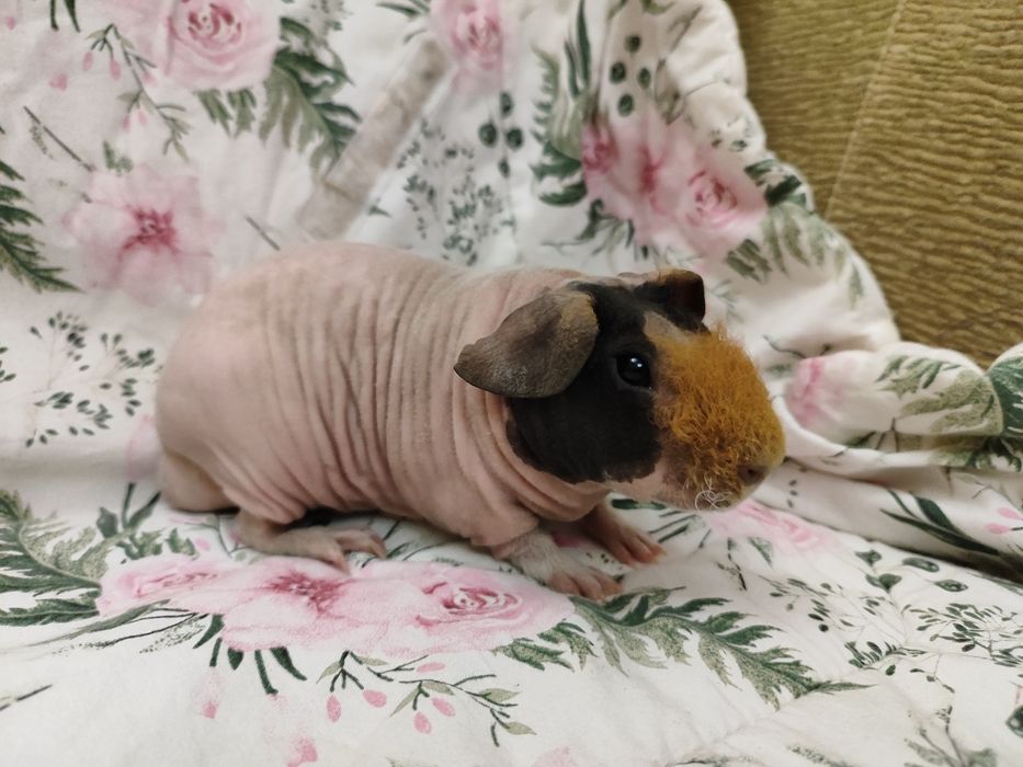 Морська свинка скінні хлопчик.