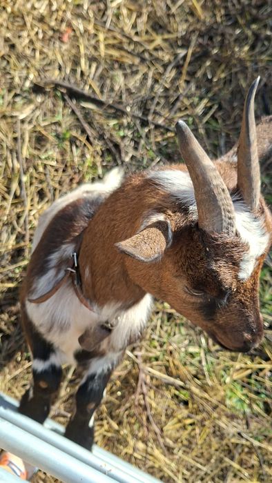 Cabritas ana e microana