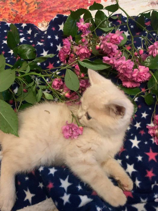 Продаються чистокровні лілові британці