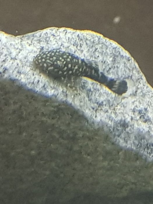 Продам анцитрусов,неонов