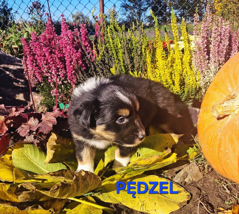 Border collie szczenięta