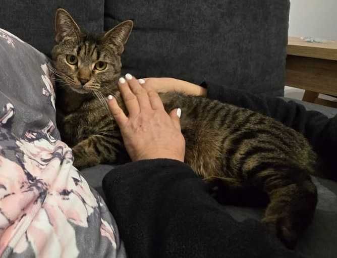 dwa cudne kotki zostaly same po smierci swojej pani