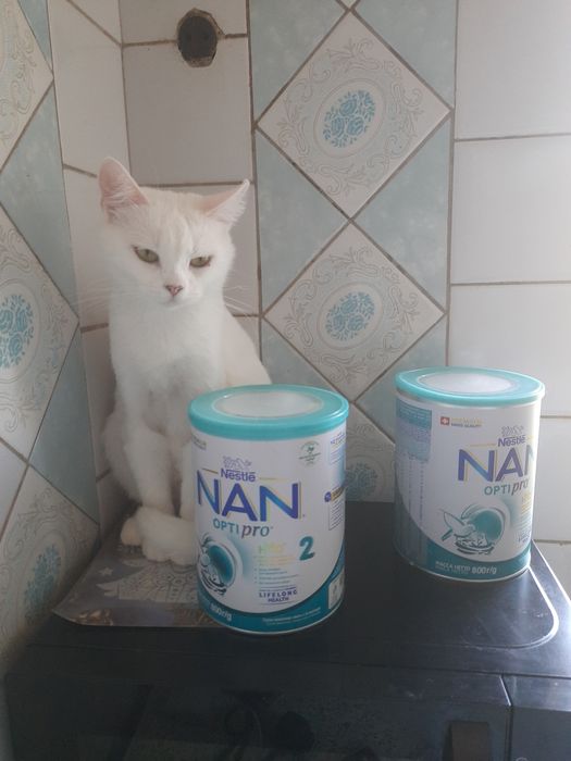 Отдам белую кошку, стерилизована,привита, 1 год