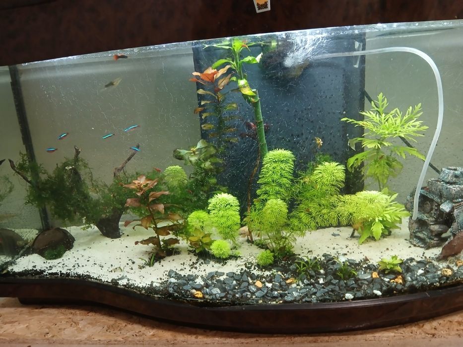 Pack de iniciante de aquarismo