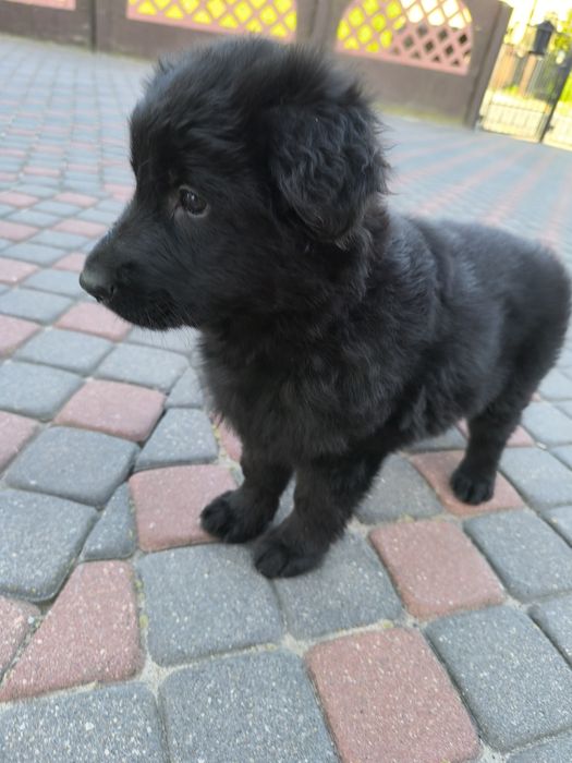 Czarna Suczka Długowłosa