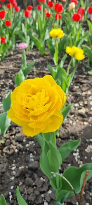 Тюльпаны (на луковицу и на стакан) жёлтые махровые и другие