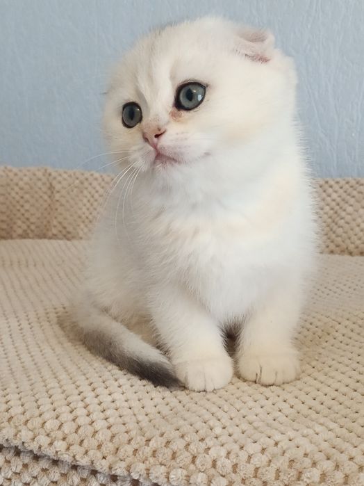Потішні котусики вільні