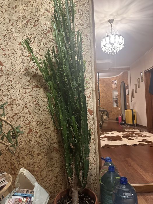 Молочай трикутний euphorbia trigona