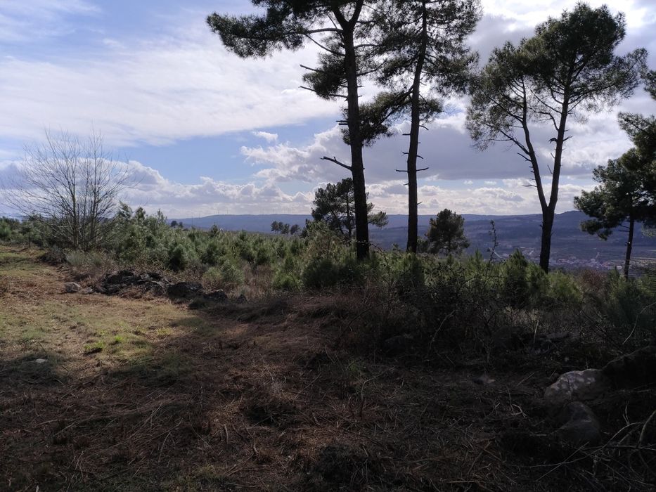 Terreno sito ao Pequito
