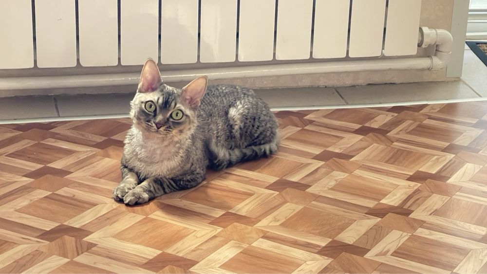 Хлопчик DevonRex