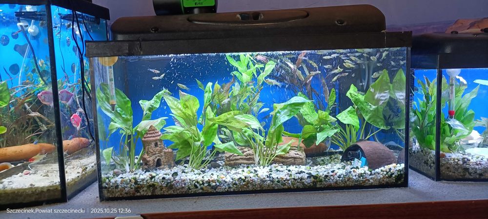 Sprzedam zestaw akwariów na dedykowanej komodzie.