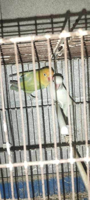 Vendo casal de agaponis