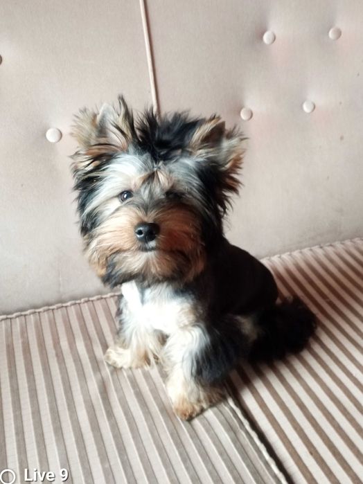 Yorkshire terrier chłopczyk Billy