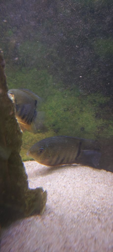 2 casais de severum