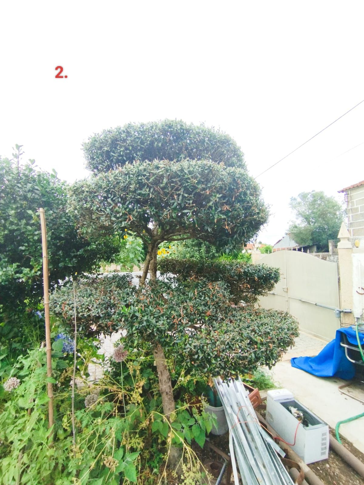 Oliveiras de jardim