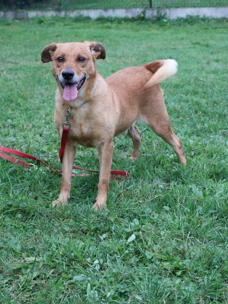 Toffik do adopcji