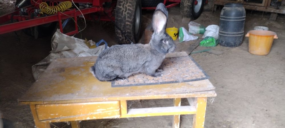 Olbrzym Belgijski Samica Rodowód