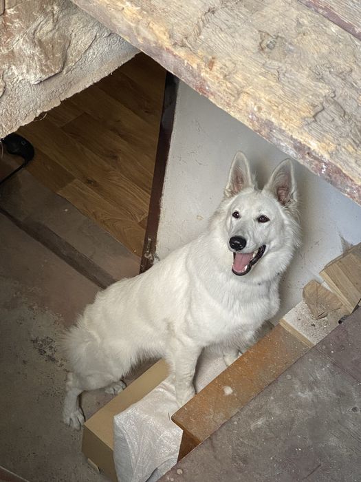 Швейцарская овчарка. Подарим!