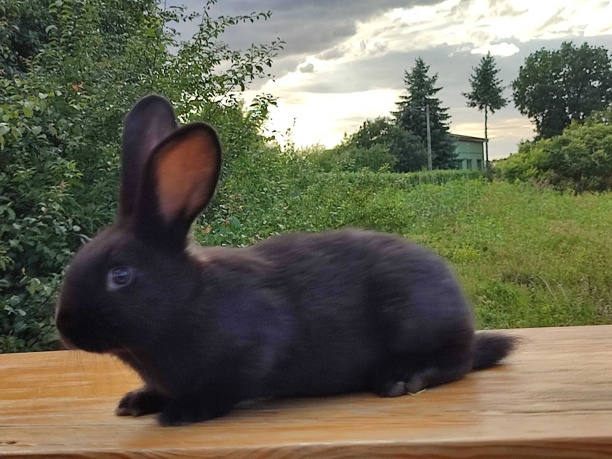 Królik mieszany lecz jak na swój wiek jest duży