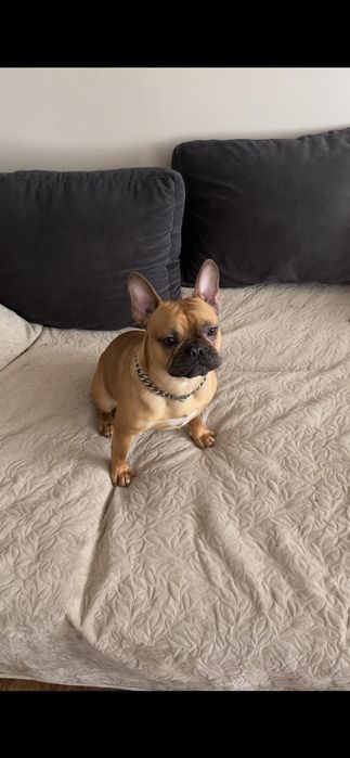 Diego Reproduktor za Szczenię, Buldog Francuski z Rodowodem