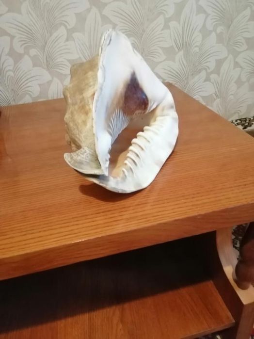 Продам морскую ракушку в хорошем состоянии