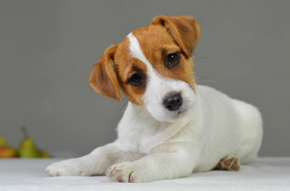 YASMIN – rasowy Jack Russell Terrier, suczka, rodowód ZKwP/FCI