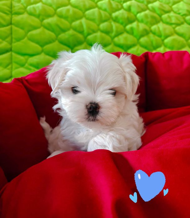 Maltańczyk ZkwP Fci