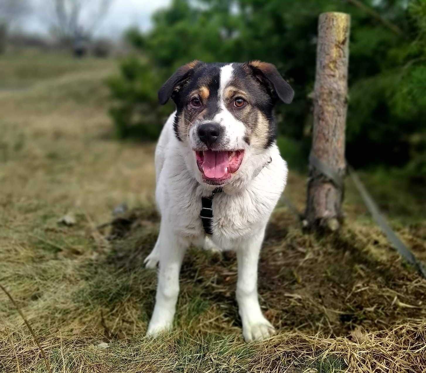 Przekochany, otwarty, absolutnie proludzki młodziak do adopcji!