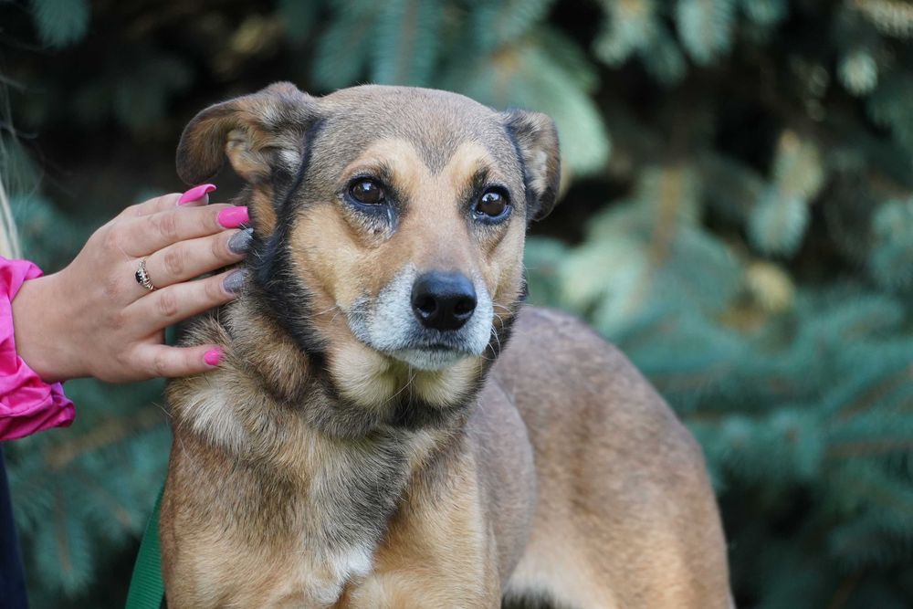 Merlin - cudowny, łagodny piesek szuka domu