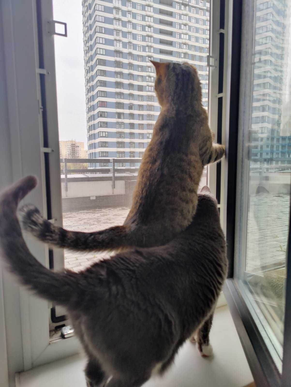 Вол'єри для котів на вікно