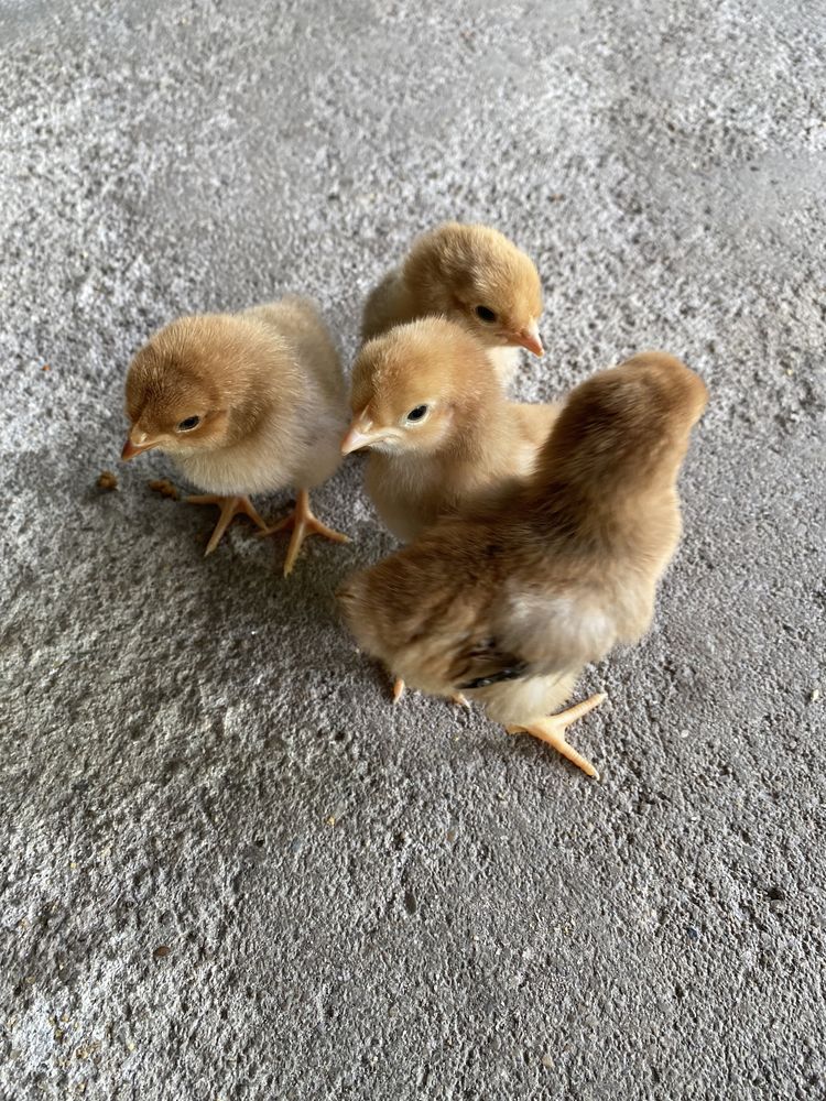 Pintainhos de várias raças: Leghorn tricolor, cream legbar, azur.