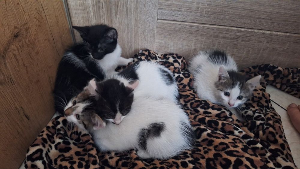 Koty szukają nowego domu