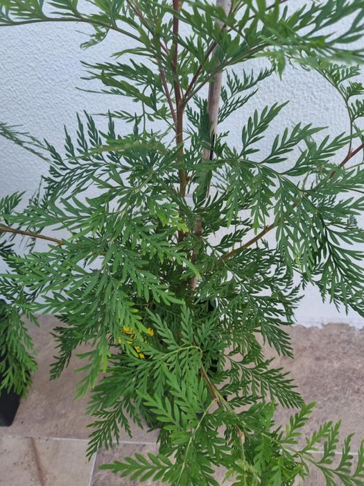 Grevillea robusta – Árvore Ornamental e de Sombra