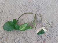 Zroślicha Syngonium Emerald Gem White Butterfly