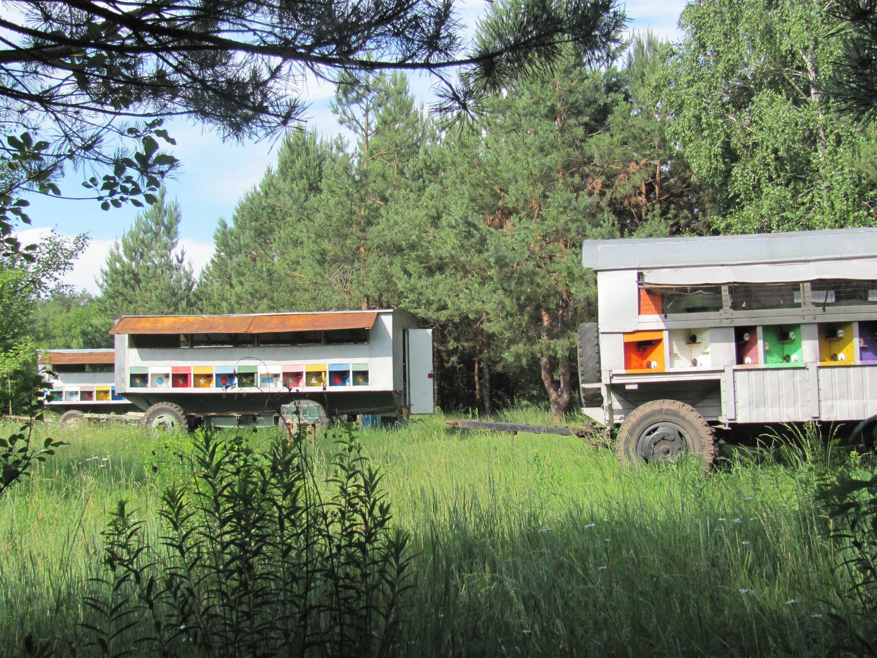 бджолосімї на українську рамку