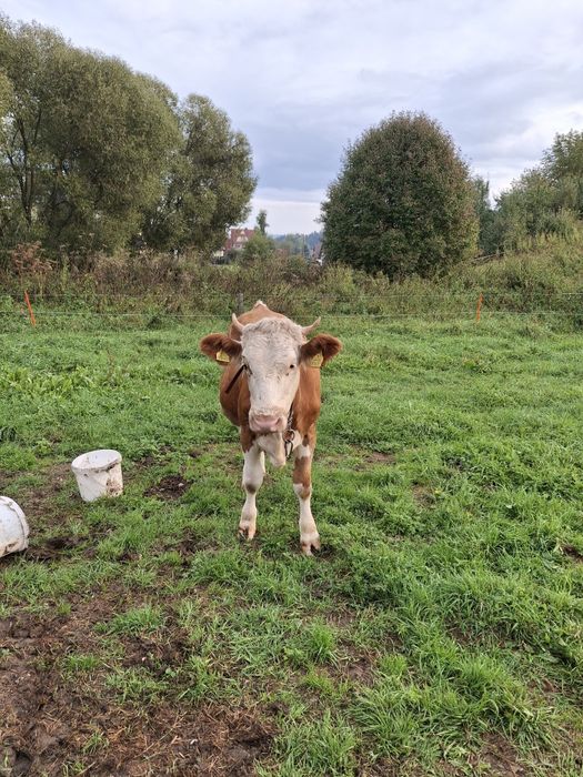 Sprzedam Jałówke cielną