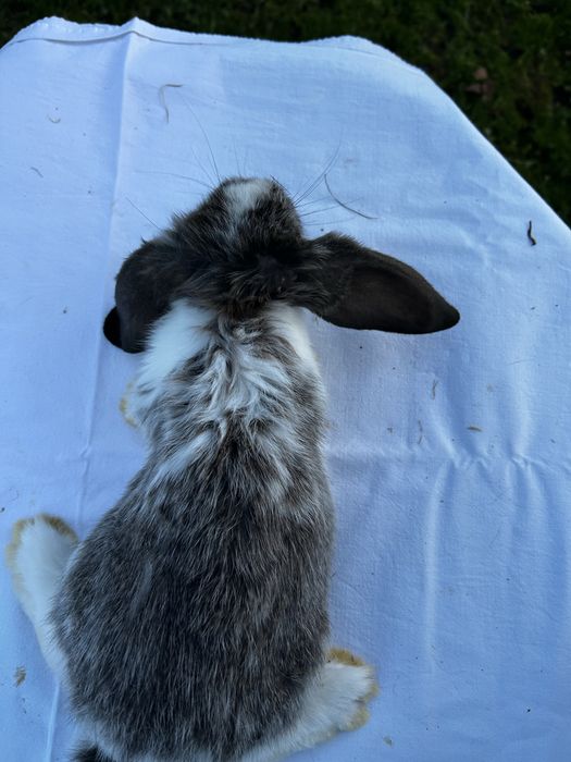Króliki młode barany francuzkie