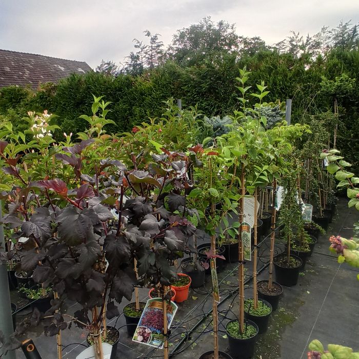 Szkółka Drzew i Krzewów ozdobnych AWSikora