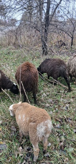 Стадо овець с.Тарасовка