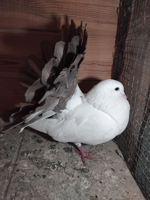 Gołębie ozdobne  - pawik