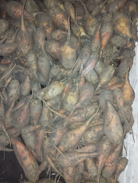 Продам буряк кормовий