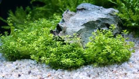 Cuba/MonteCarlo/Micranthemoides/Glossostigma/Lilaeopsis - tapete aqua