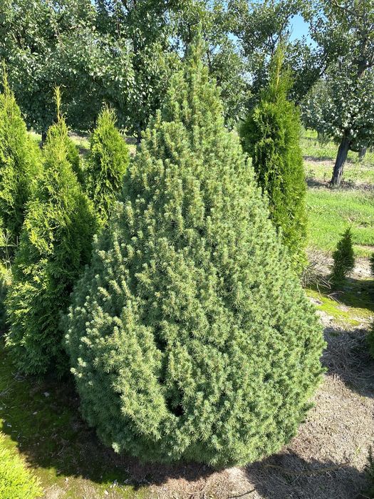 Świerk Conica - producent